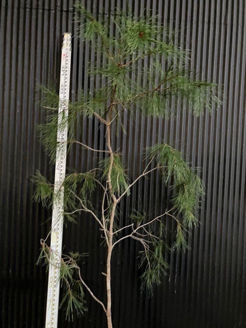 山採り　アカマツ