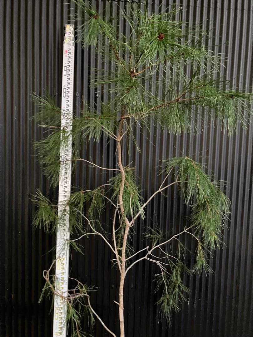 山採り　アカマツ