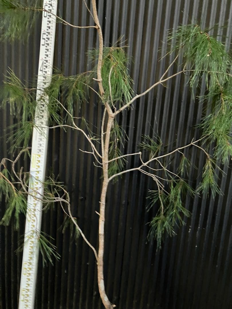 山採り　アカマツ