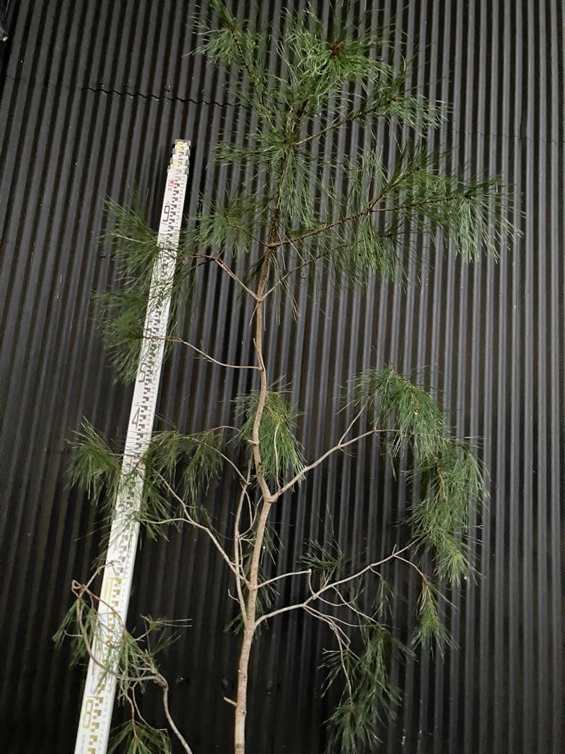 山採り　アカマツ