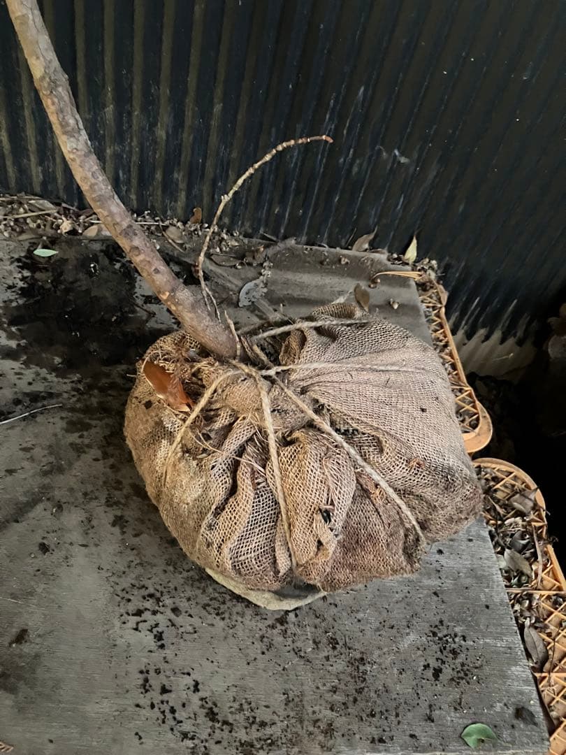 山採り　アカマツ