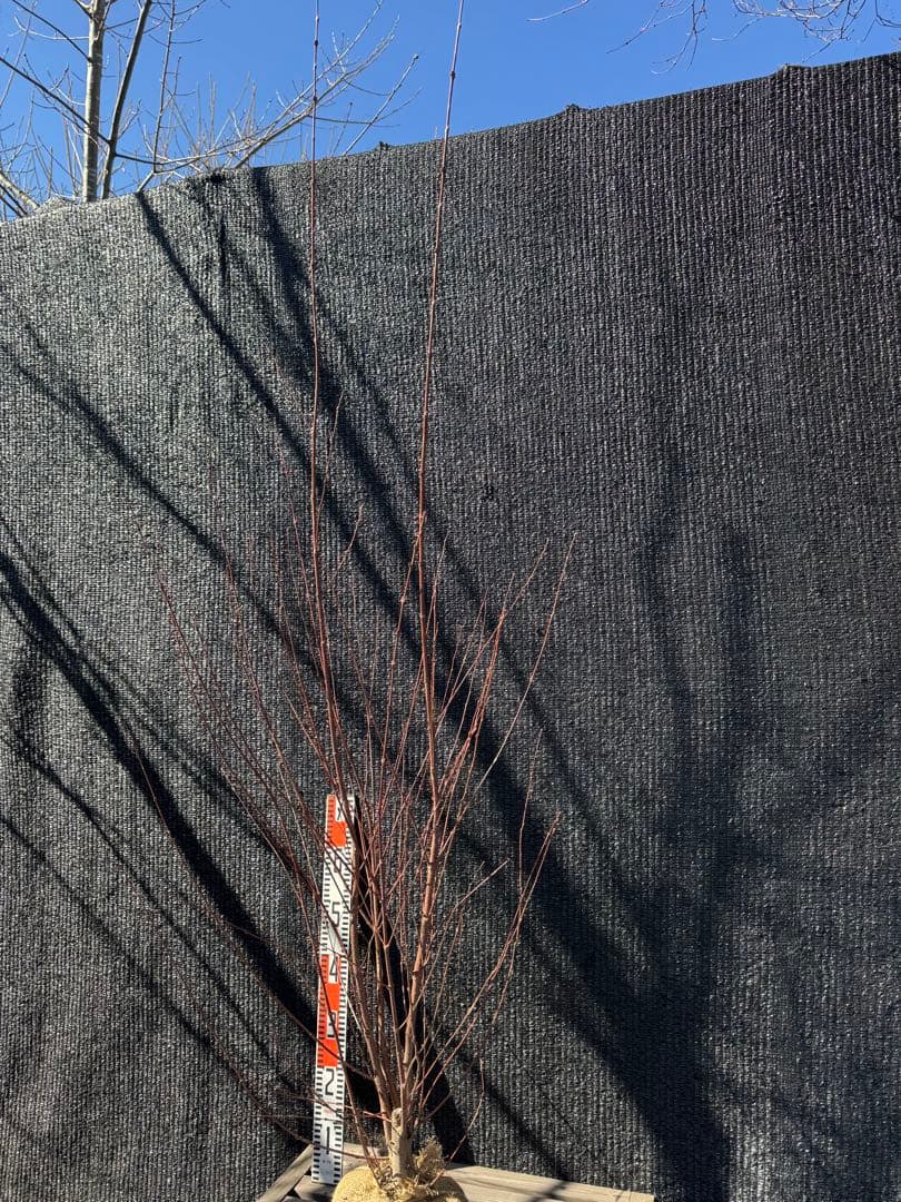 桂（カツラ）植木　庭木　【品番3547】