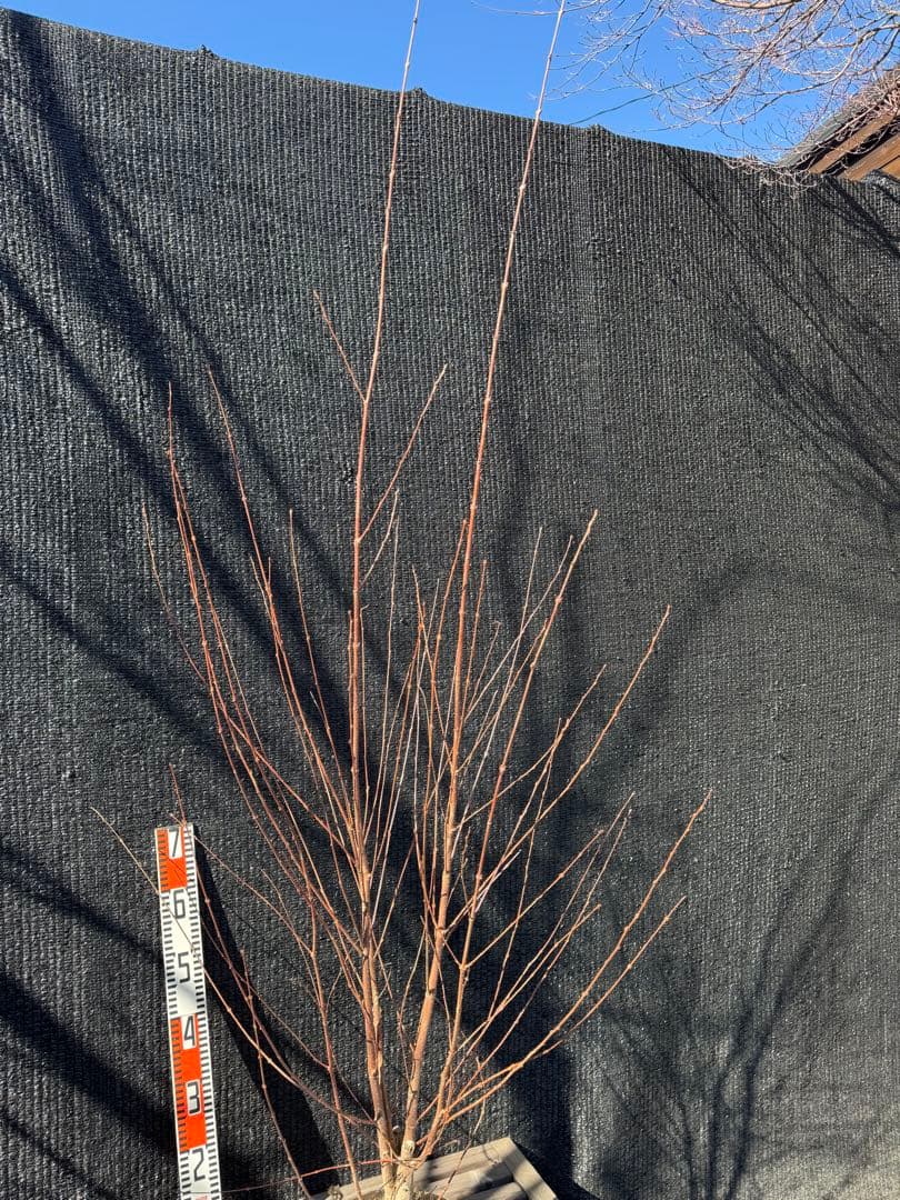 桂（カツラ）植木　庭木　【品番3547】