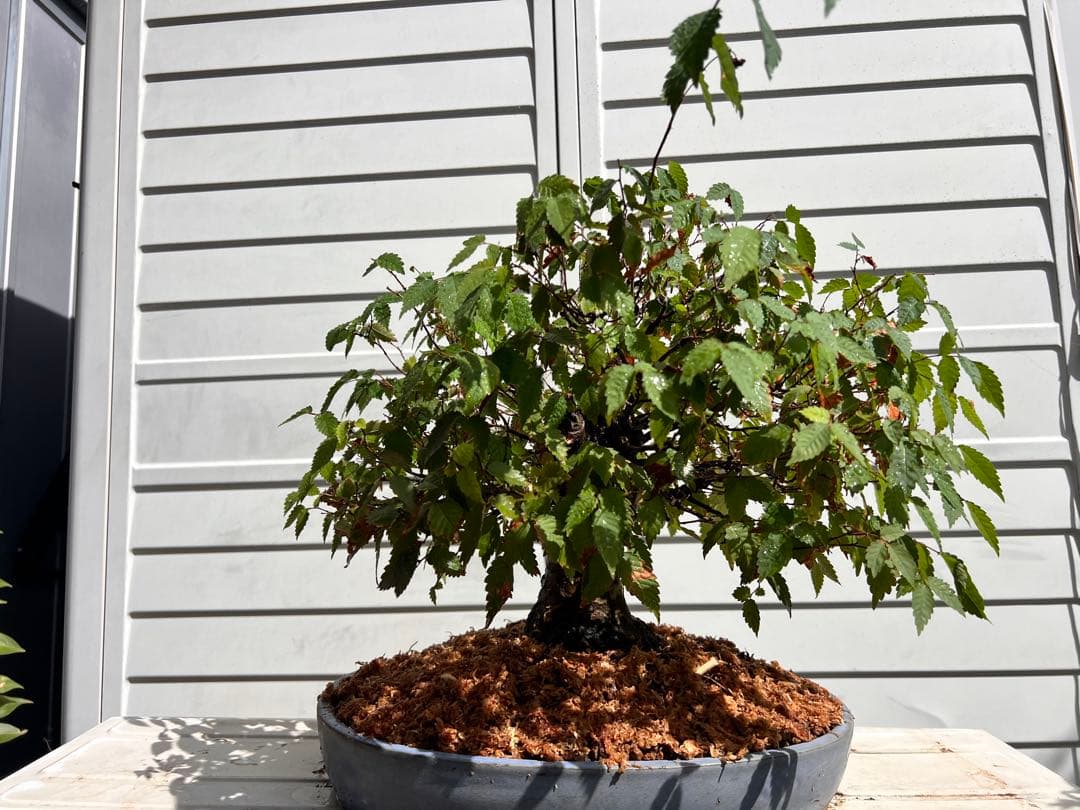 【極太】展示会向用　欅　ケヤキ　盆栽　真柏　黒松　赤松　五葉松