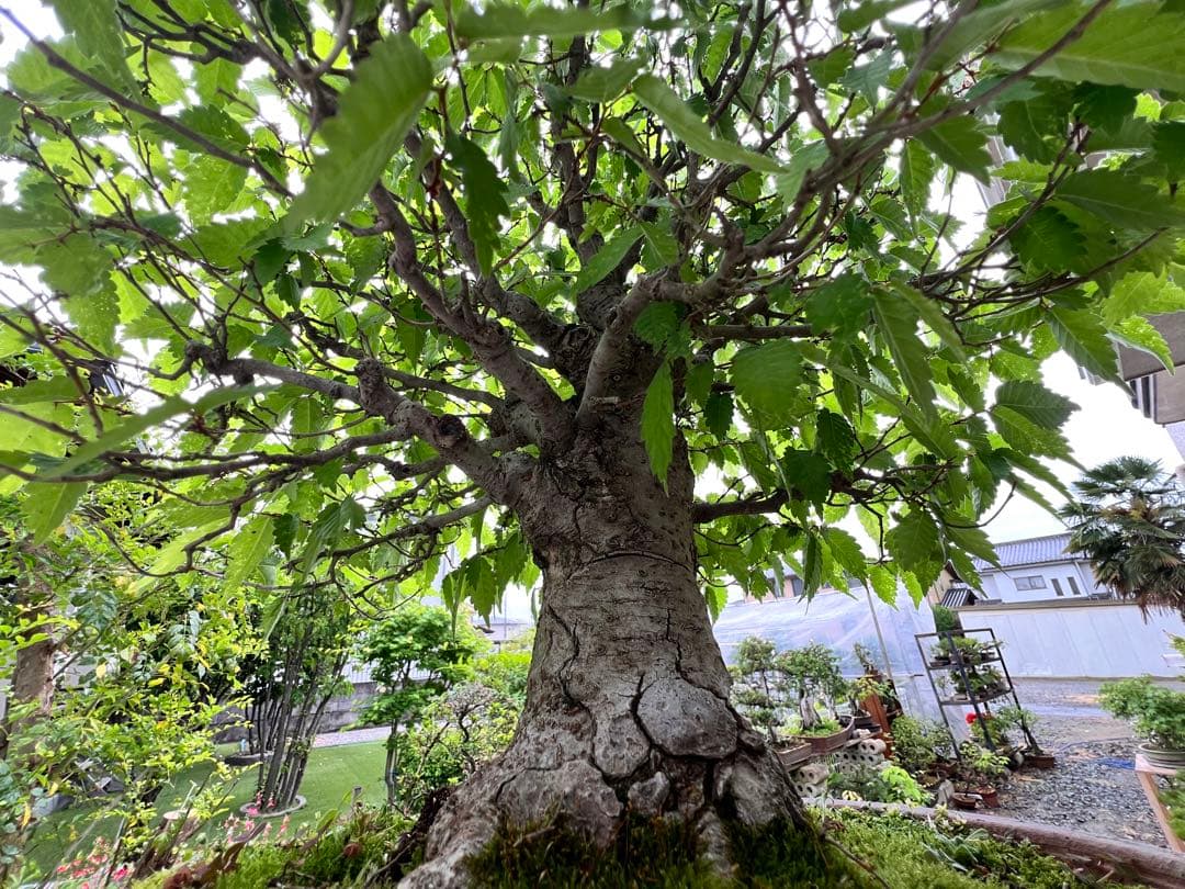 【極太】展示会向用　欅　ケヤキ　盆栽　真柏　黒松　赤松　五葉松