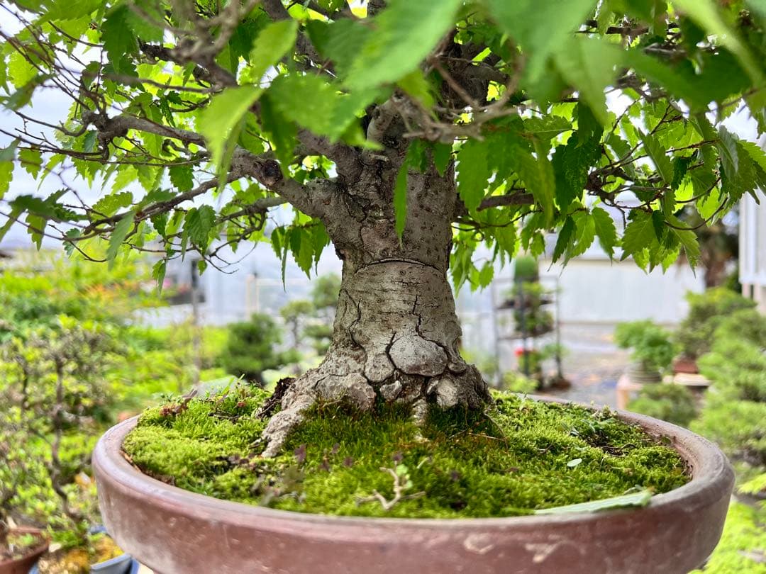 【極太】展示会向用　欅　ケヤキ　盆栽　真柏　黒松　赤松　五葉松