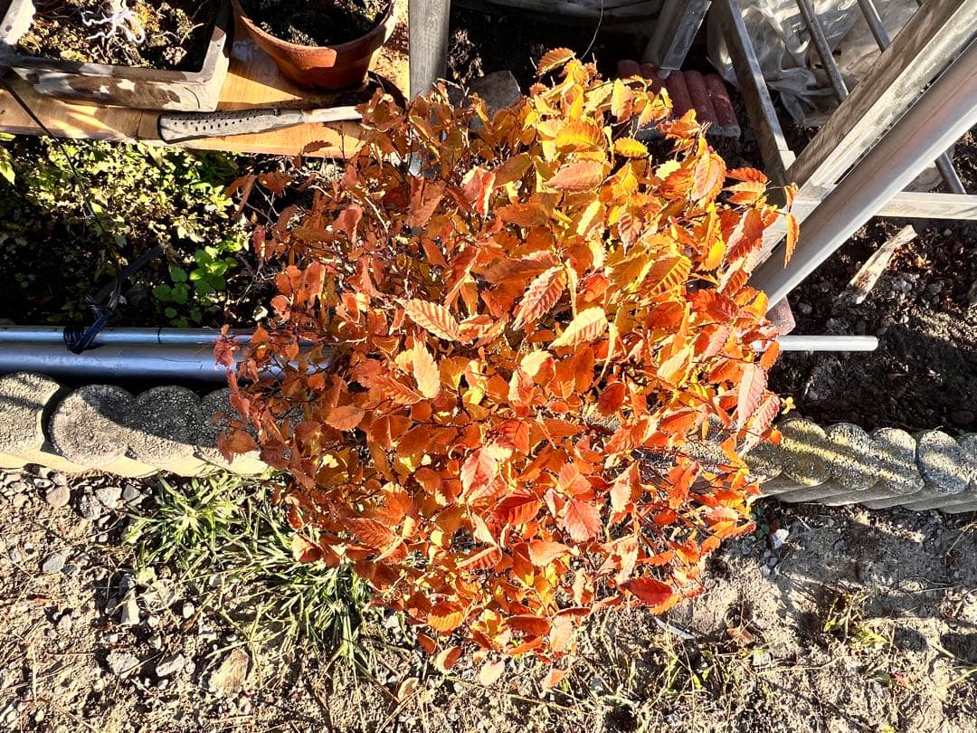 【極太】展示会向用　欅　ケヤキ　盆栽　真柏　黒松　赤松　五葉松