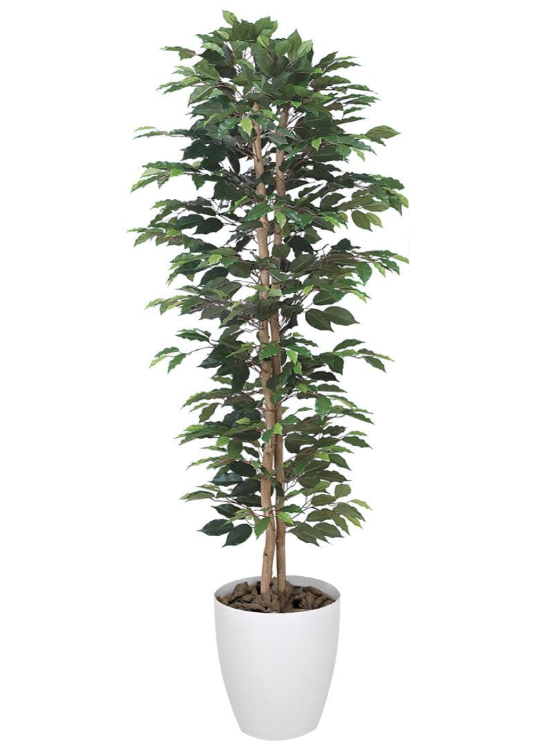 光触媒　人工観葉植物　フェイクグリーン　ベンジャミンスリム1.6m