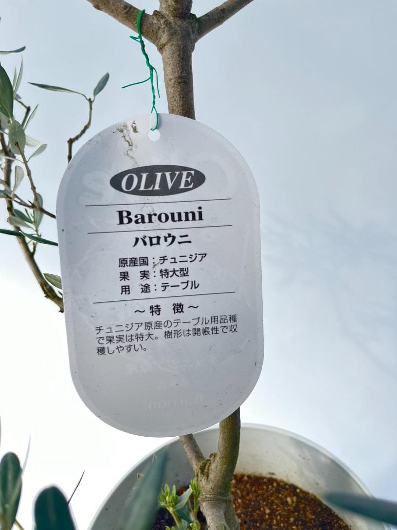 オリーブの木　バロウニ　7号　約130cm　K-307　希少品種　現品掲載