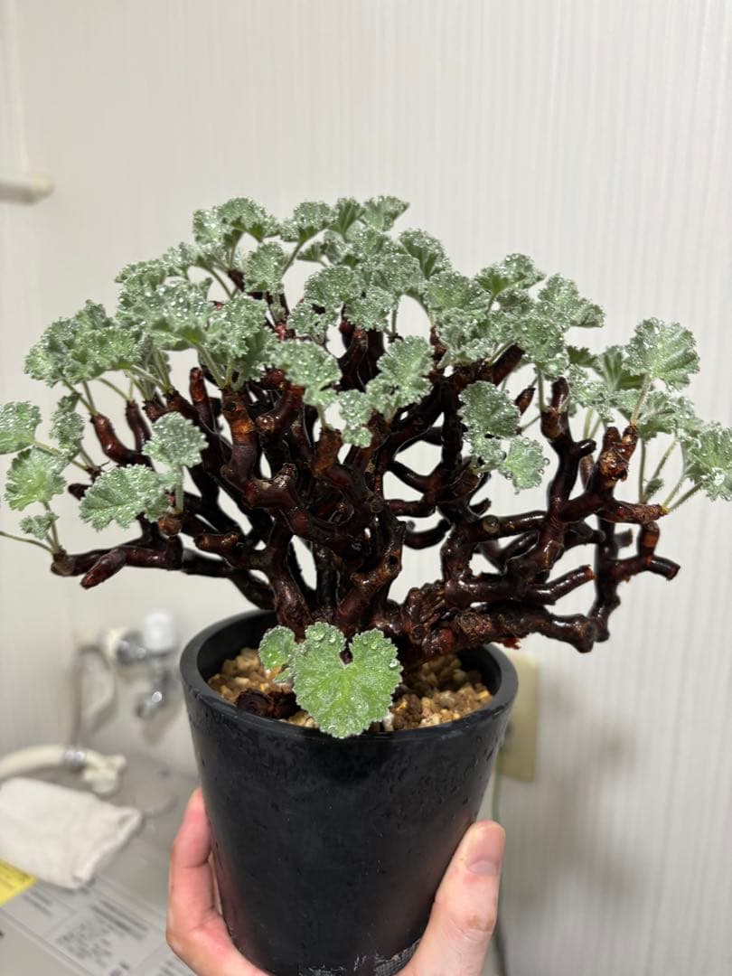 【美株】ペラルゴニウム ミラビレ　発根済み