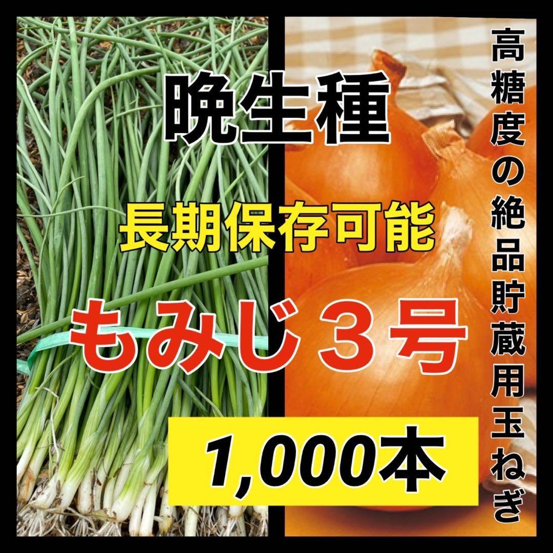 苗の専門店発送‼️晩生種玉ねぎ苗‼️もみじ3号‼️1000本‼️玉ねぎ苗