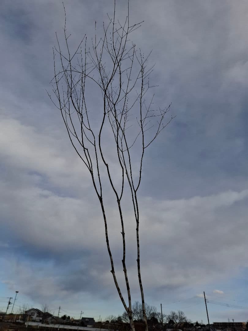 アオダモ　山彩り　ーーアオハダ、モミジ、カエデーー