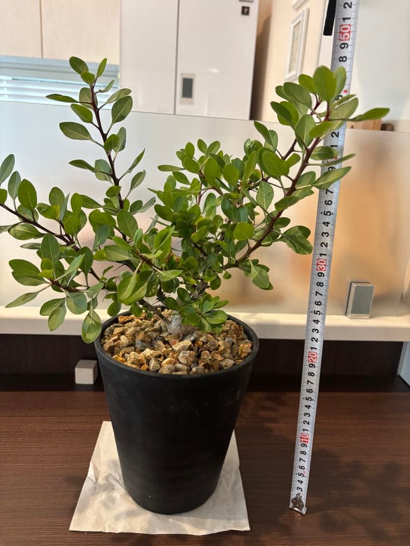 フォークイエリア　ファシクラータ　実生　良形