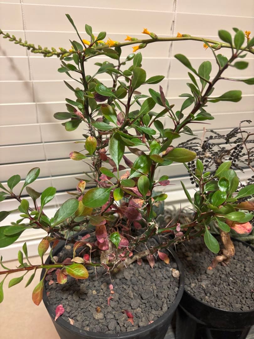 フォークイエリア　ファシクラータ　実生　良形