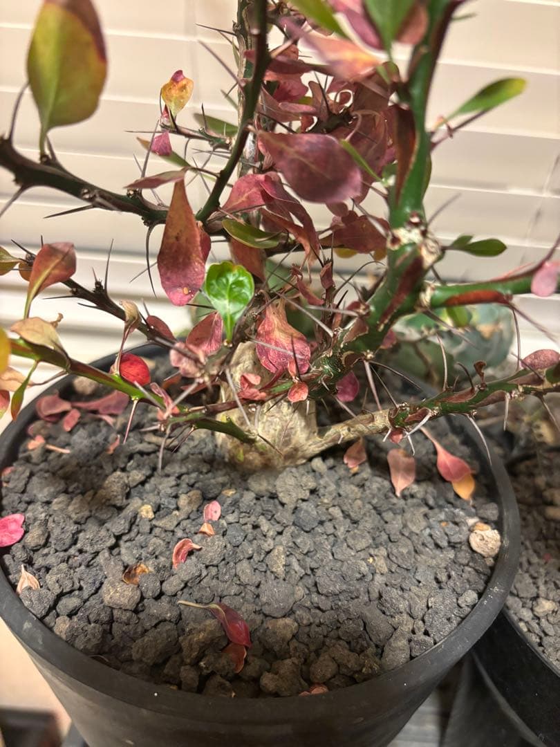 フォークイエリア　ファシクラータ　実生　良形