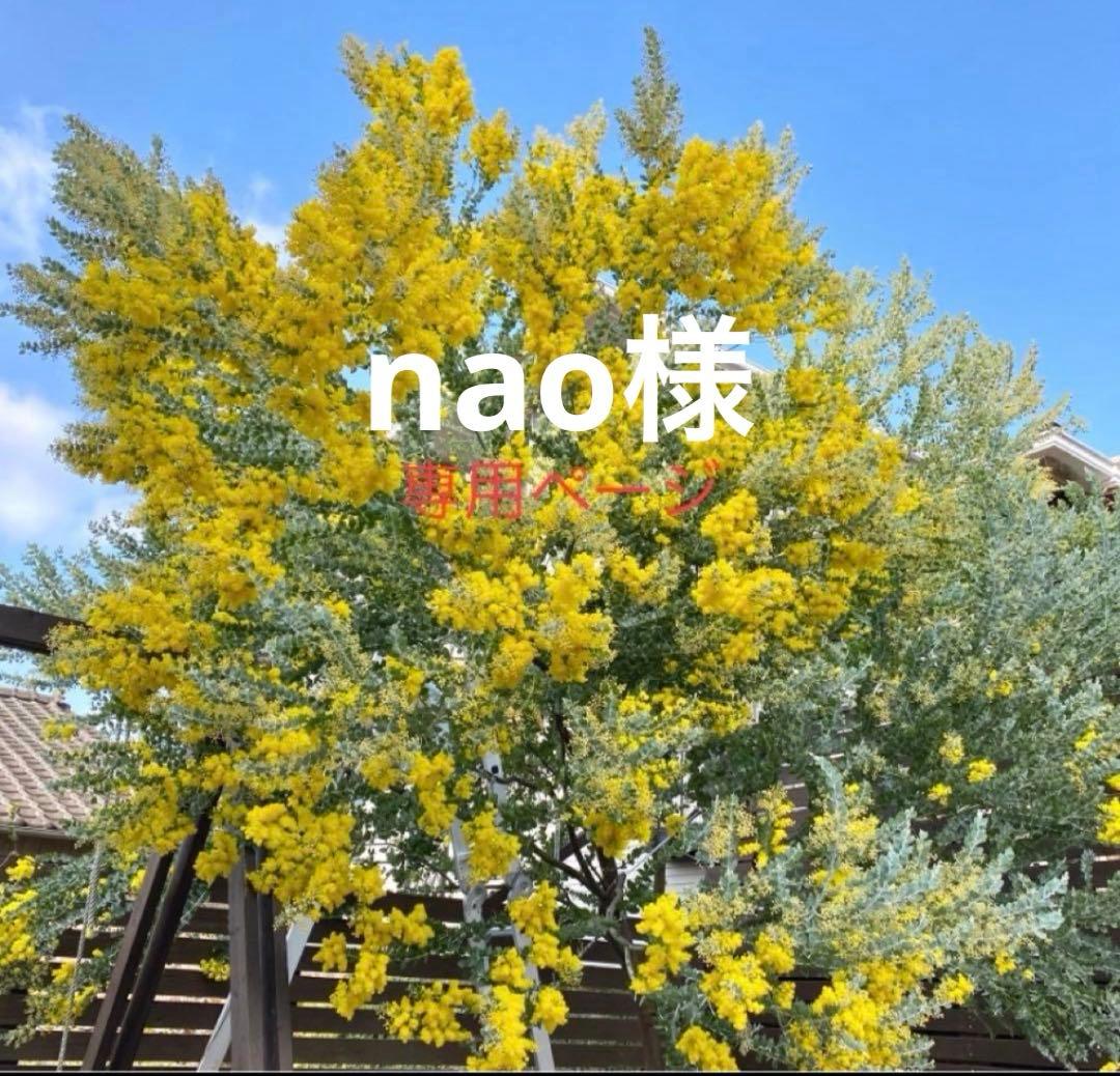 naoページ　パールアカシア