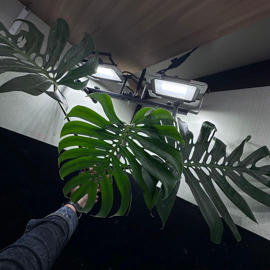 モンステラデリシオーサマクロコズム超希少系統鉢植え81㎝