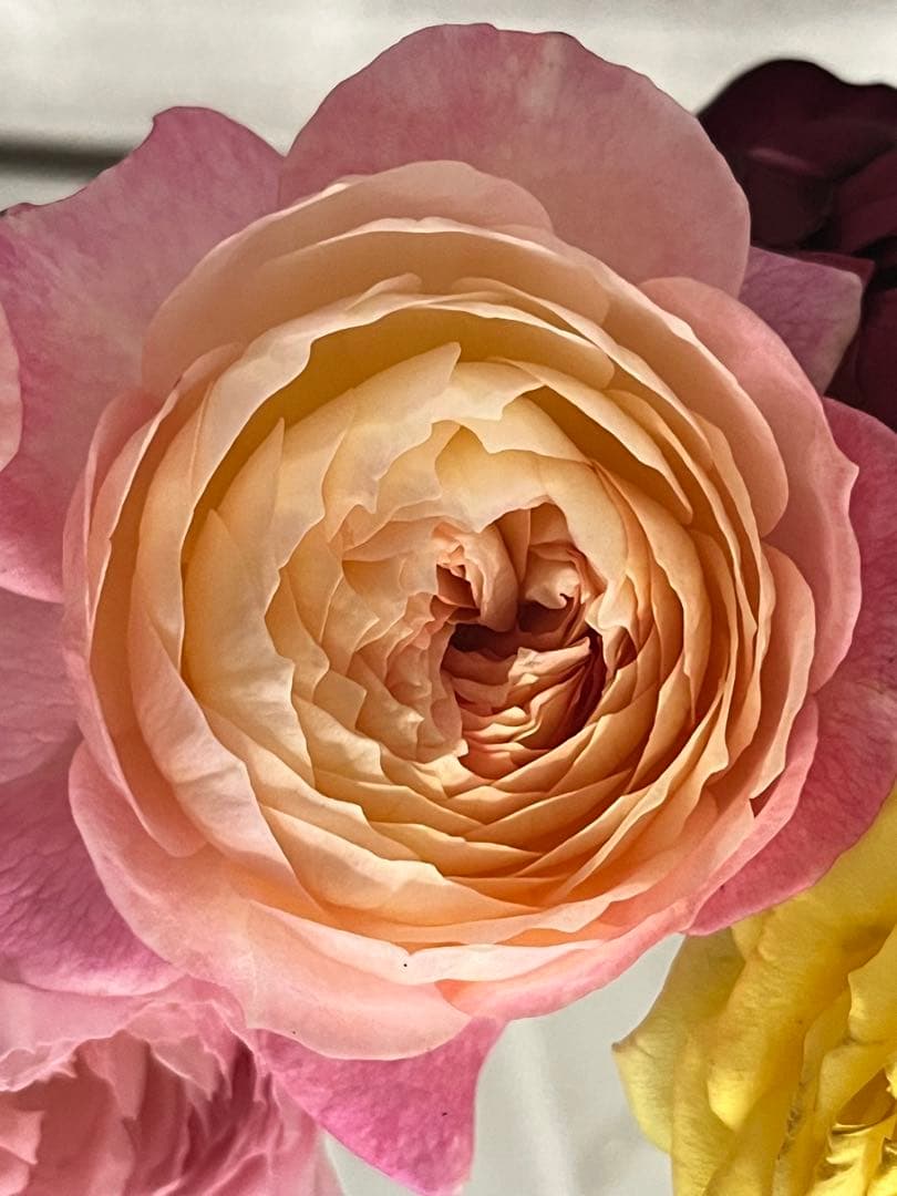 バラ苗 四季咲き　強香　育てやすい挿し木苗 コンスタンス　大苗