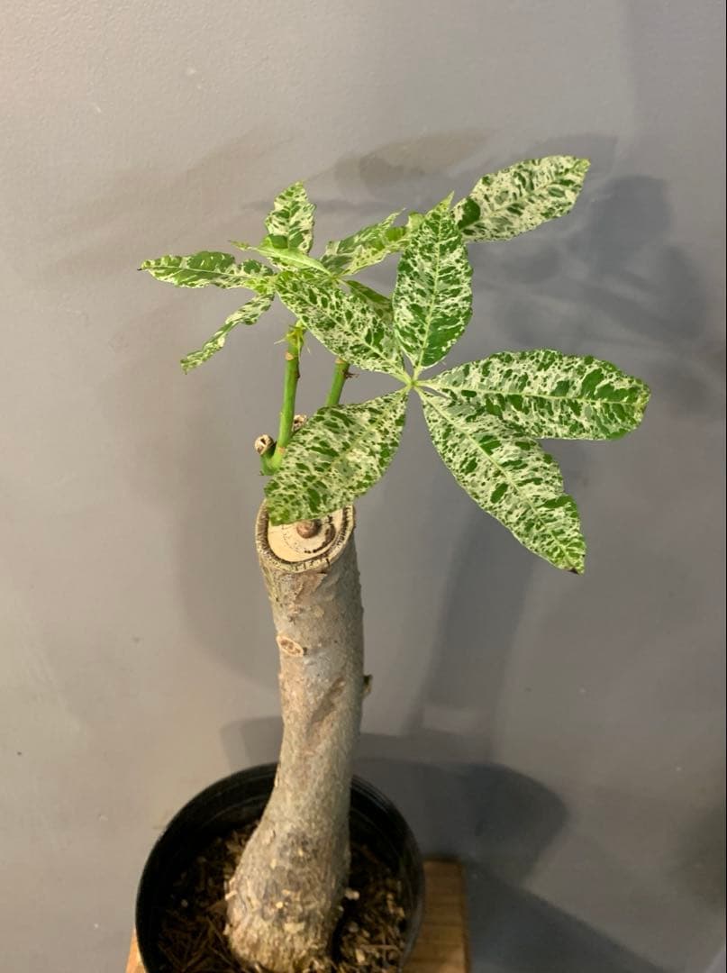 パキラ ミルキーウェイ 14