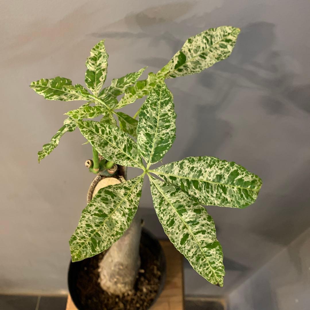 パキラ ミルキーウェイ 14