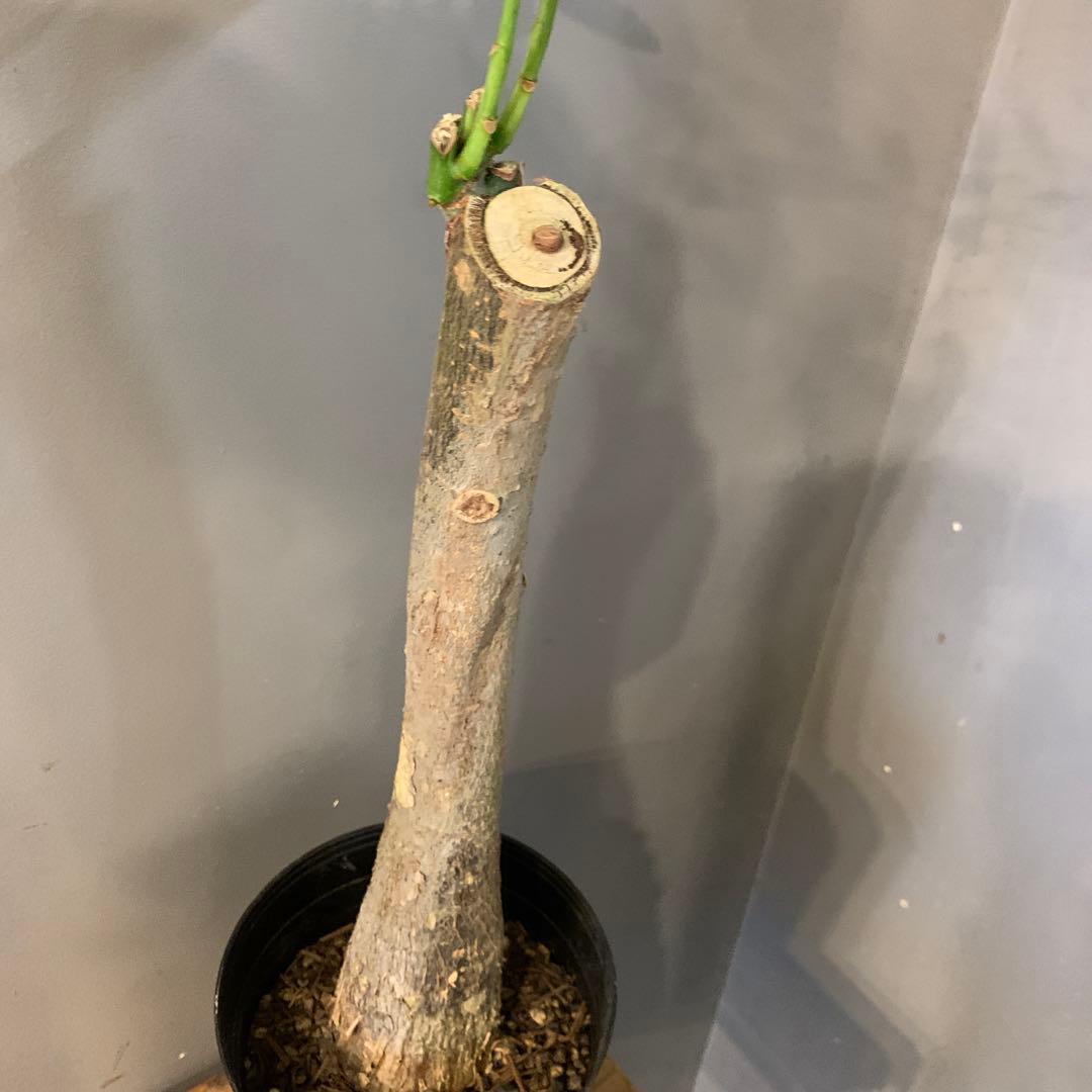 パキラ ミルキーウェイ 14