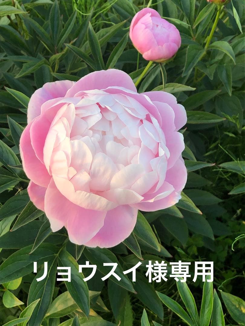 リョウスイ　　芍薬苗