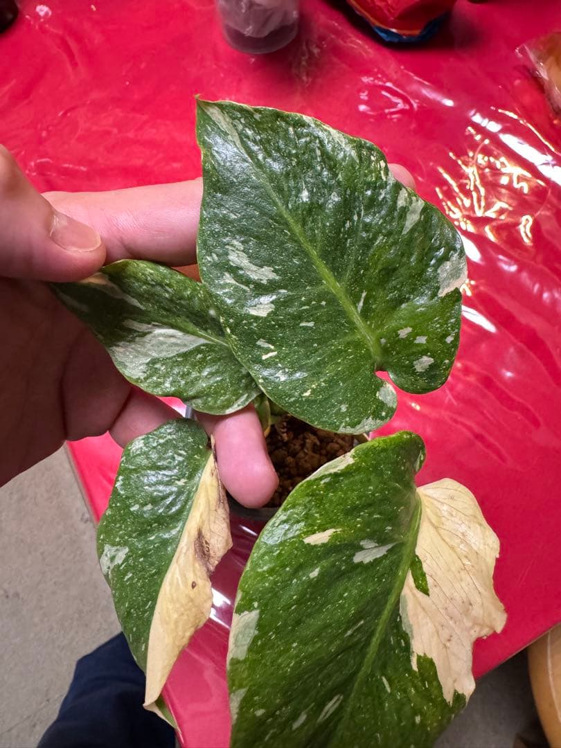 希少斑入り本物　モンステラ　デリシオーサ グリーンオングリーン　ミューテーション