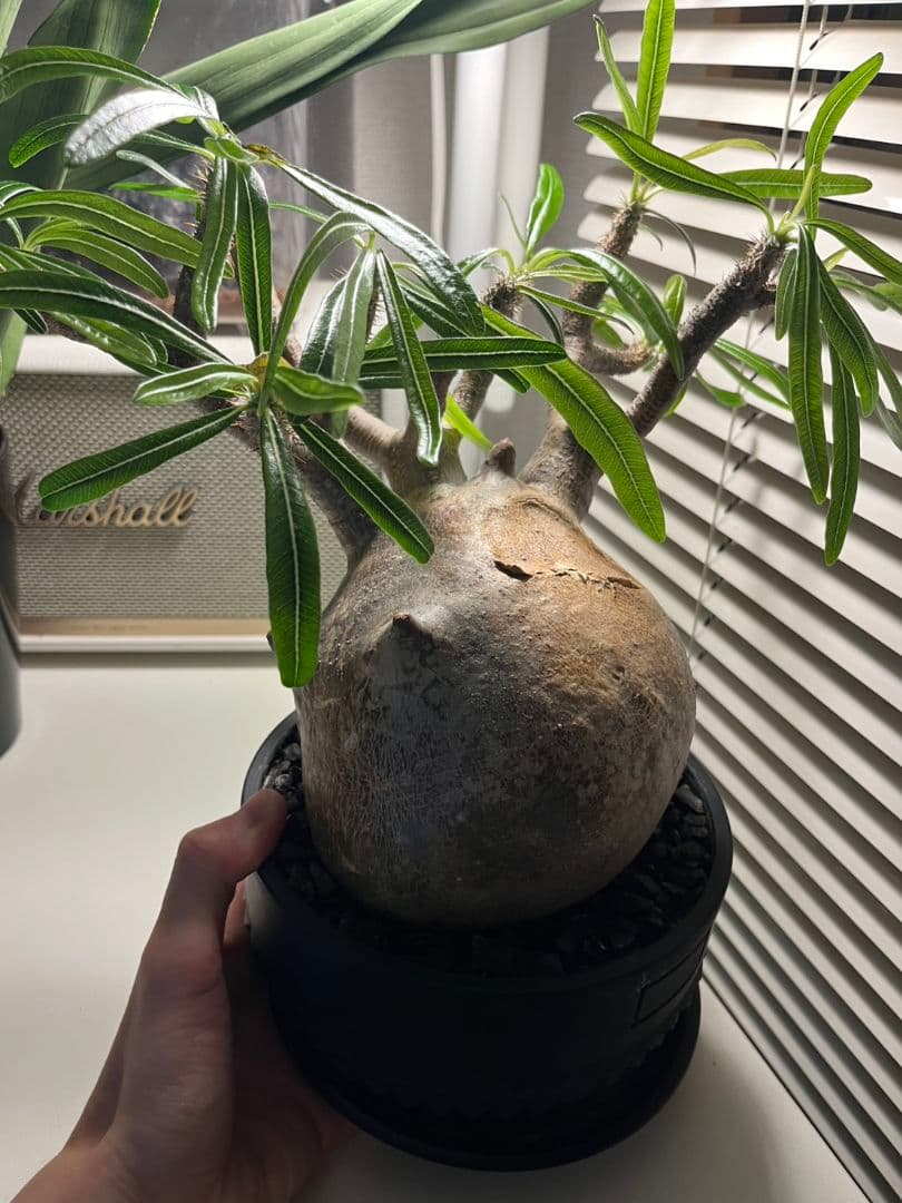 【象牙宮】パキポディウム•グラキリス