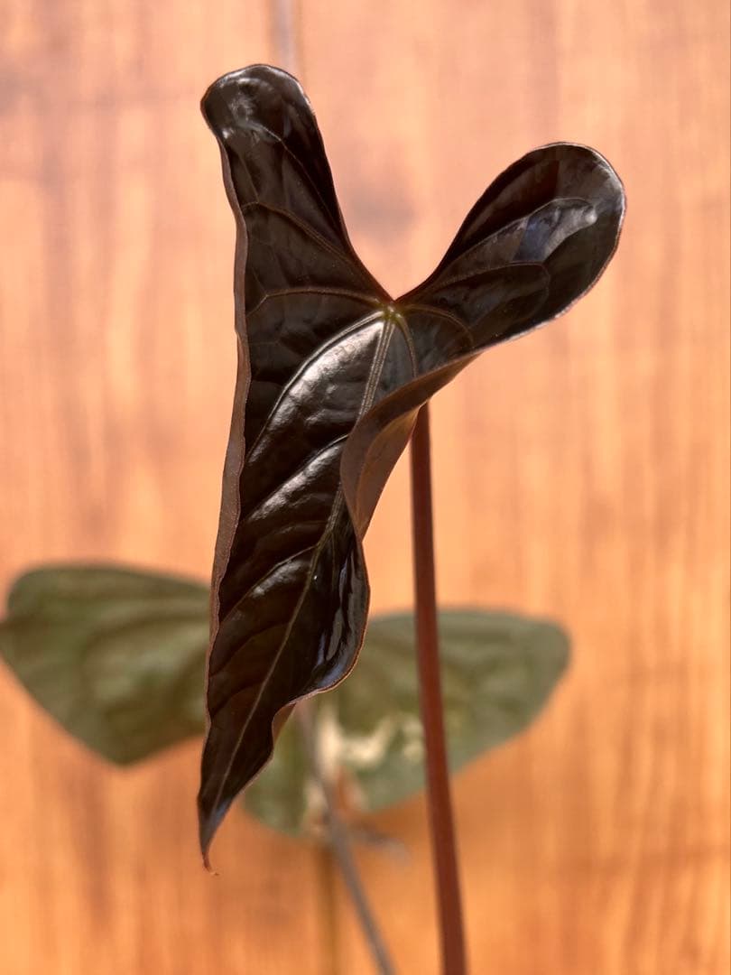 HS　アンスリウム