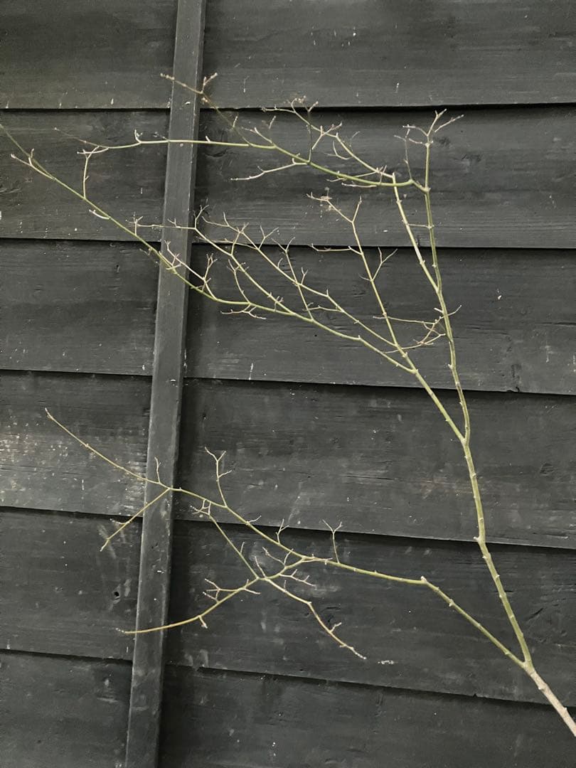 60 山採り　ヤマモミジ