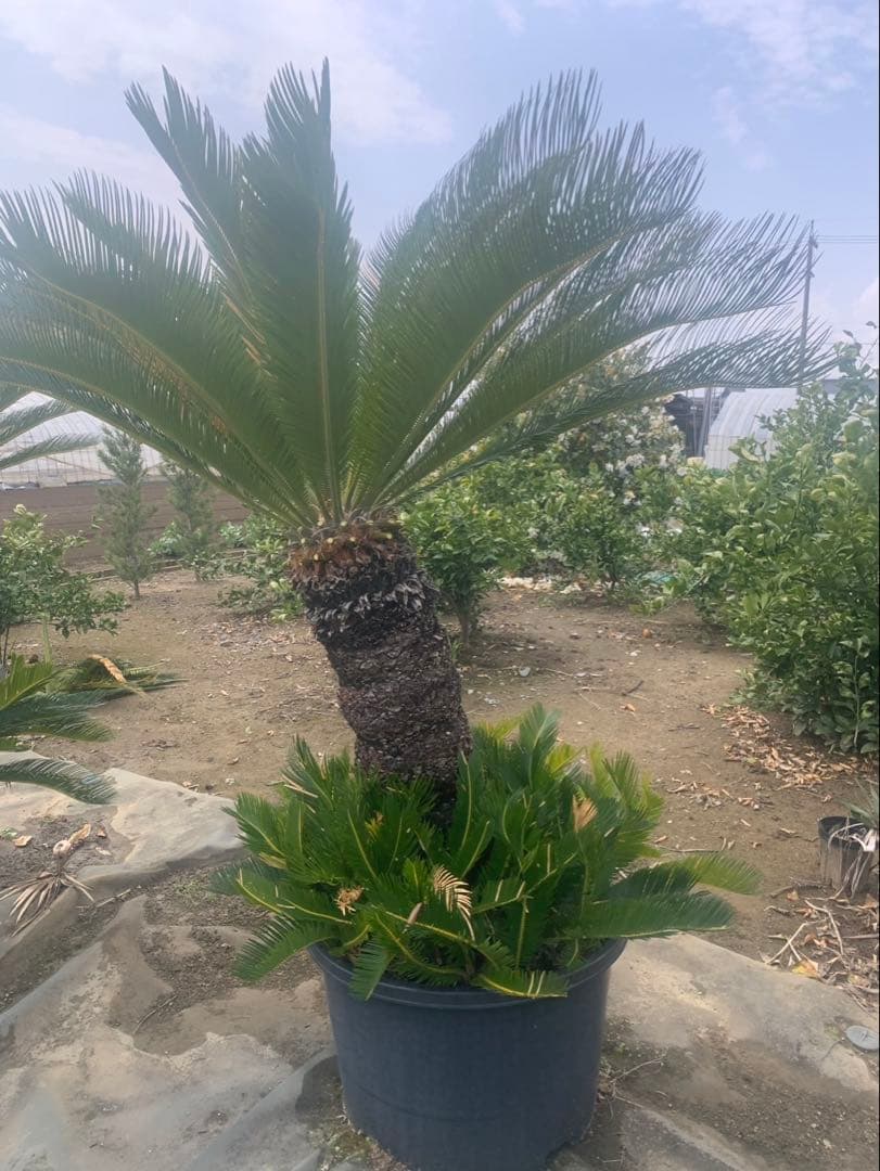 ソテツ　　引取限定　　bysページ