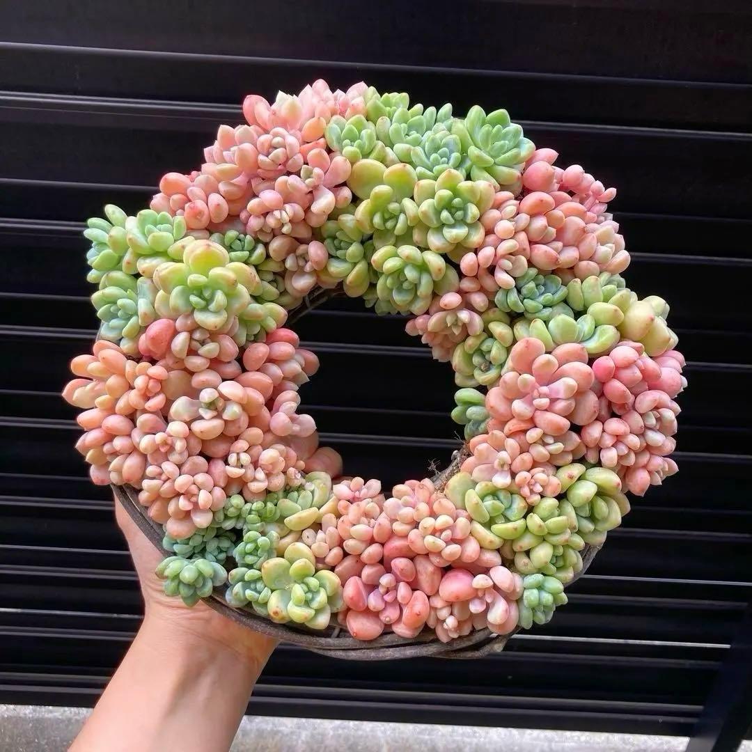 寄せ植え　多肉植物　寄せ植え　リース　p