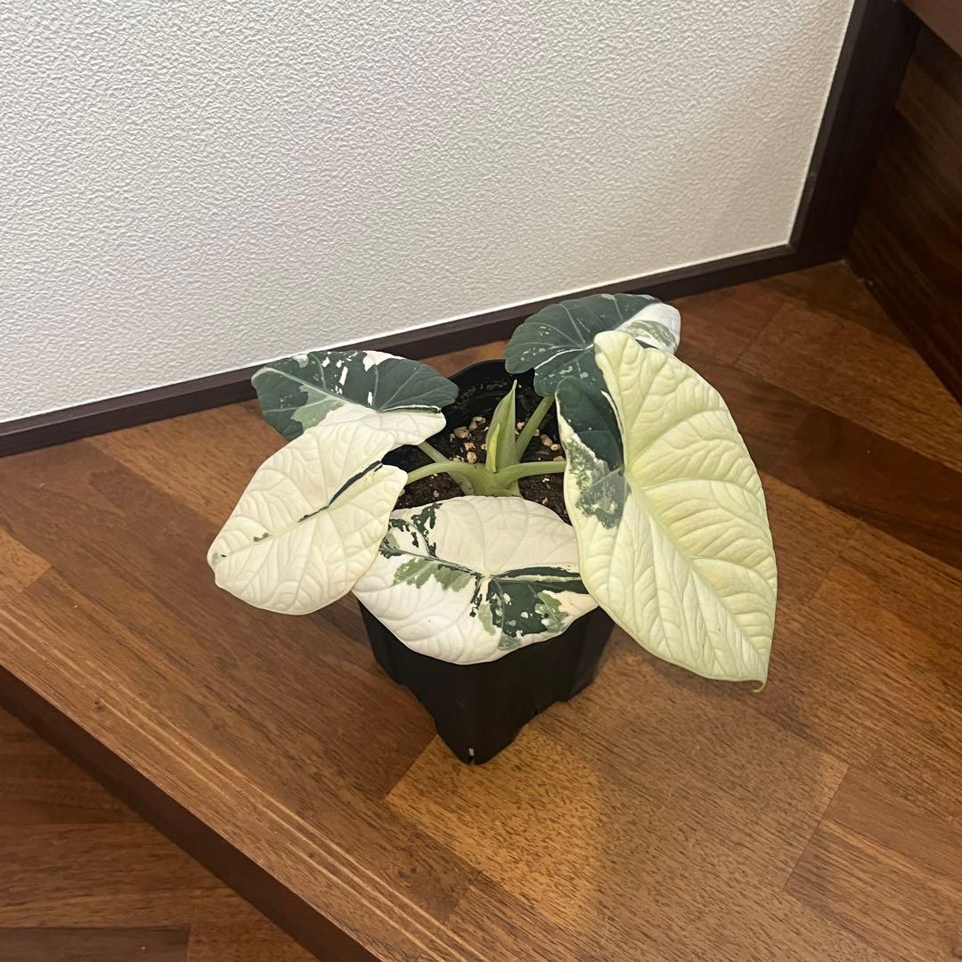 アロカシア マハラニ アルボ斑入り