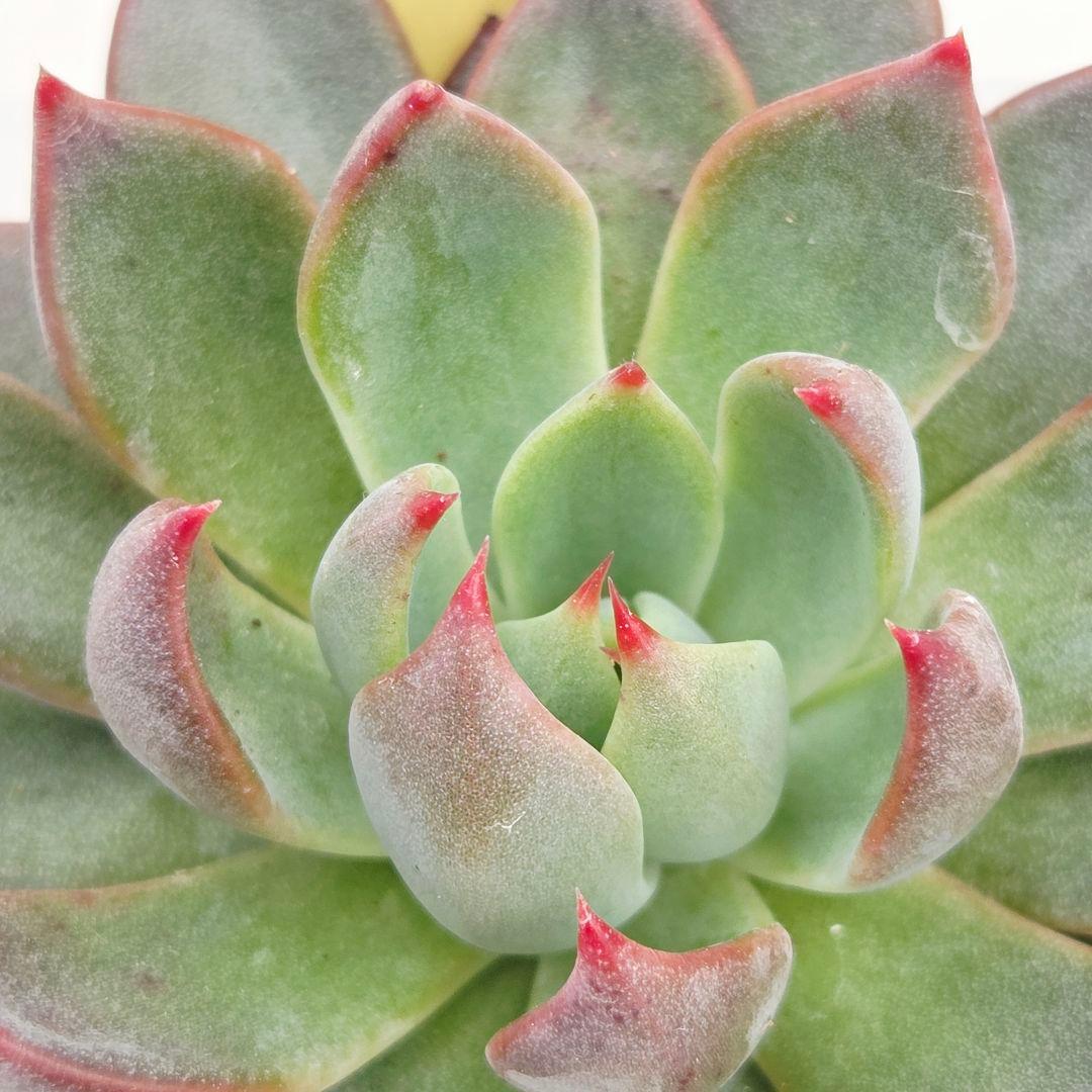 ㉞大きめ3鬼! 桜鬼❣️青鬼❣️赤鬼❣️発根済み おらいさん苗 メルカリ便送料込