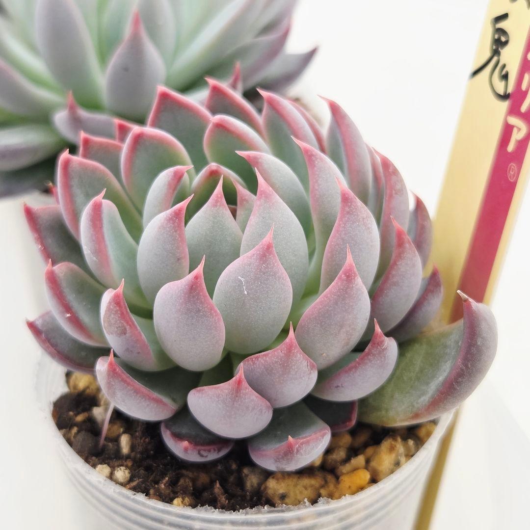 ㉞大きめ3鬼! 桜鬼❣️青鬼❣️赤鬼❣️発根済み おらいさん苗 メルカリ便送料込