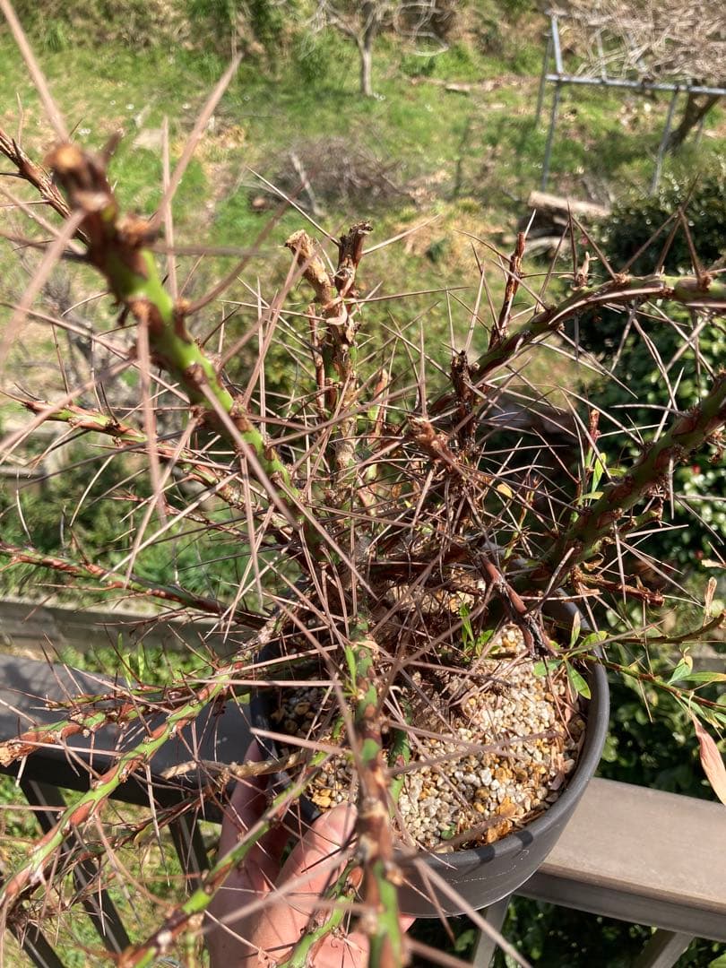 【早い者勝ち】 【塊根幅8cm超】フォークイエリア プルプシー 現地球