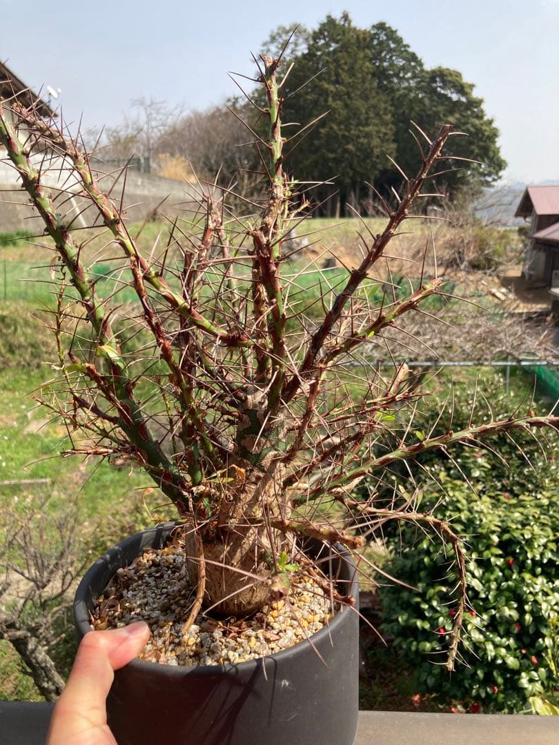 【早い者勝ち】 【塊根幅8cm超】フォークイエリア プルプシー 現地球