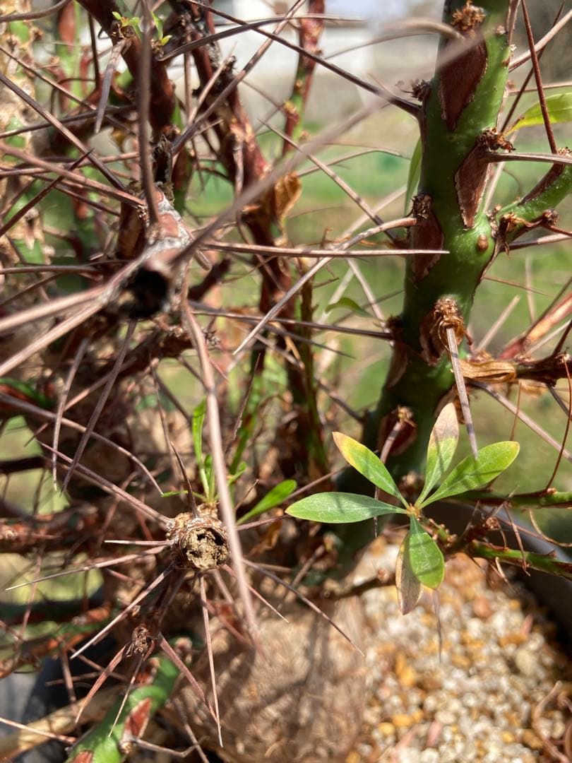 【早い者勝ち】 【塊根幅8cm超】フォークイエリア プルプシー 現地球