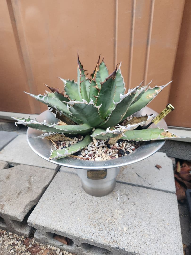 特選アガベ・オアハカオテロイ現地特大株