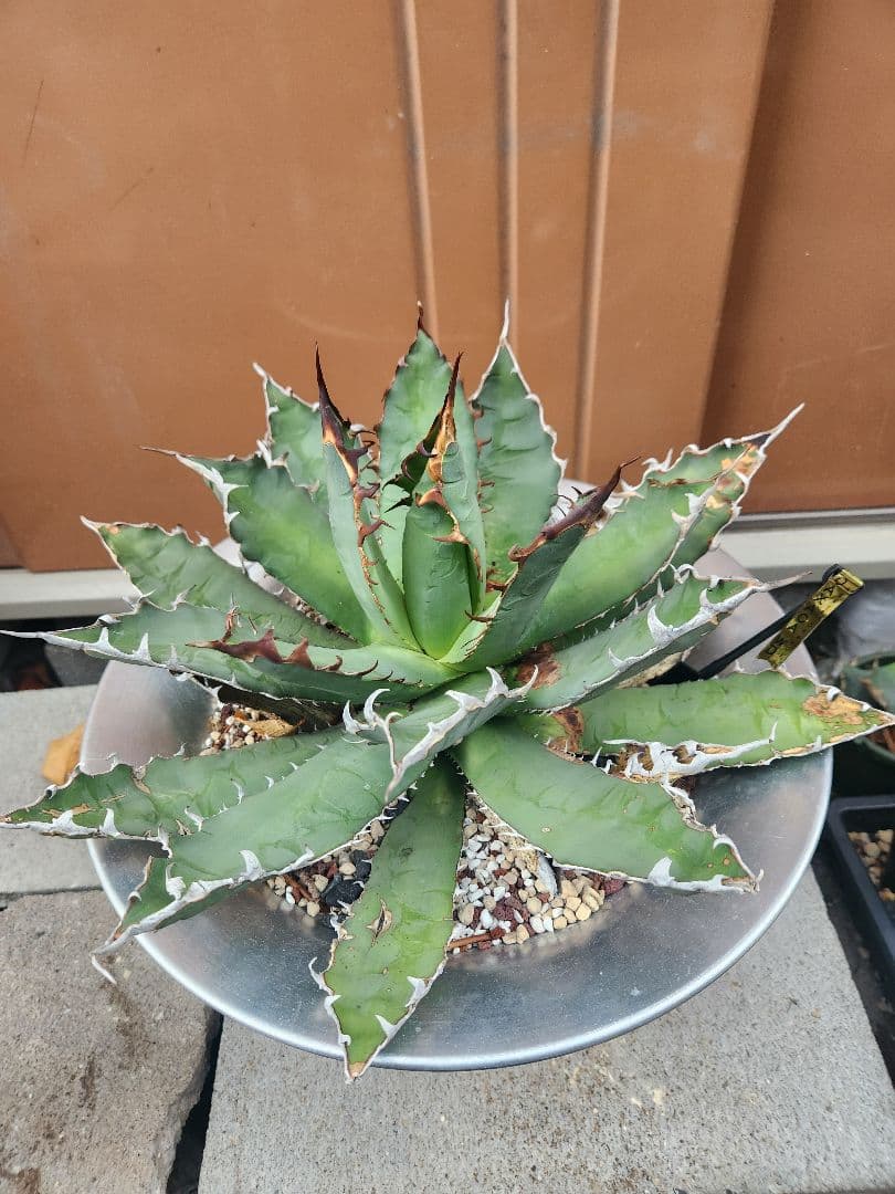 特選アガベ・オアハカオテロイ現地特大株