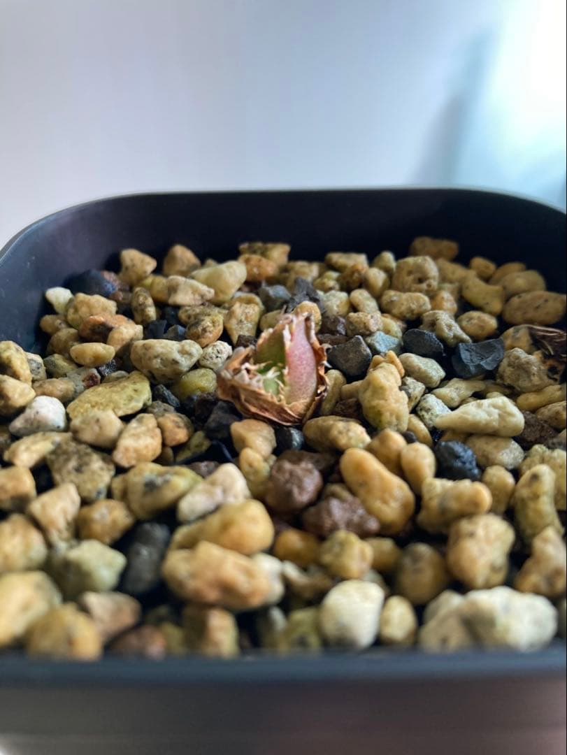 STUDS 5th子株　ぐり様確認用