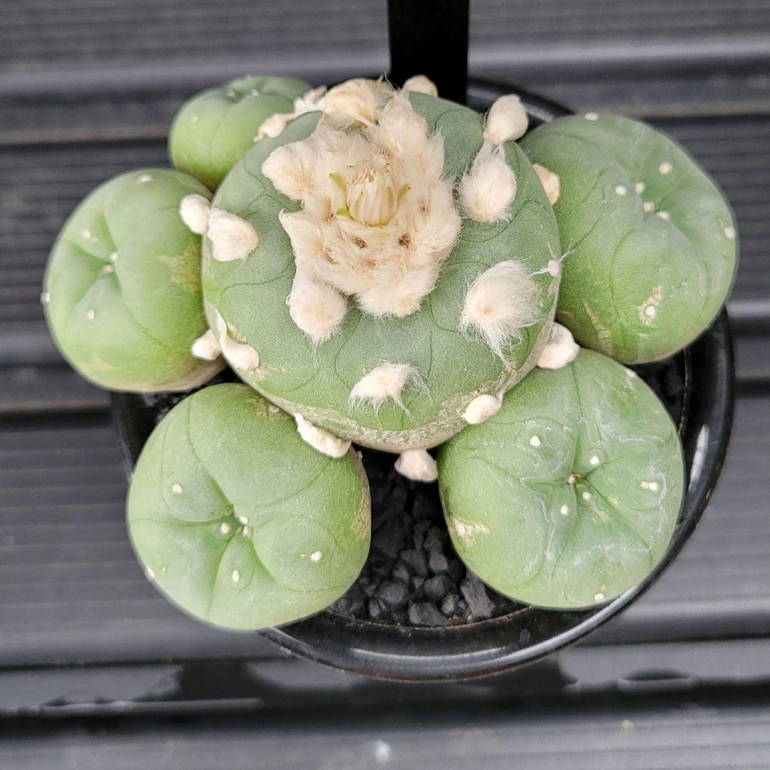 ロフォフォラ 翠冠玉 群生 美形 大サイズ 群生株