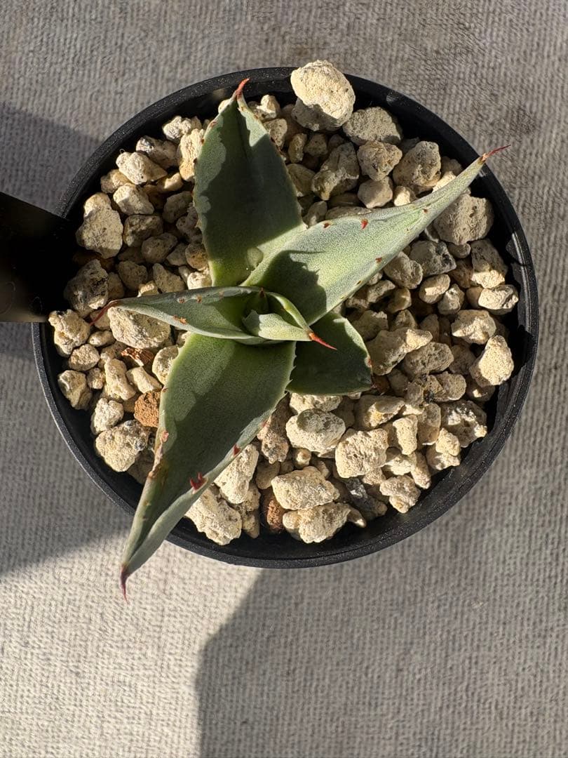 ★最終SALE★ アガベ　オバティホリア　アウェイクニングエンジェル