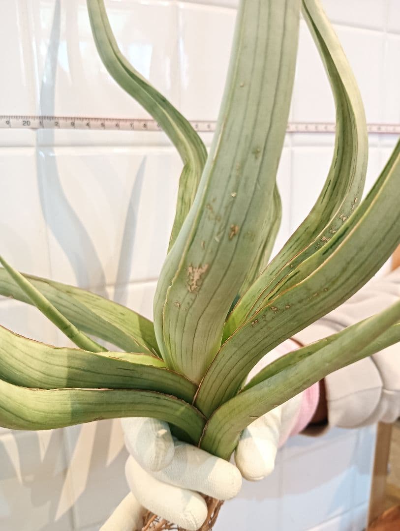 ☆S-33 超希少 特大 標本級ダンシングドラゴン ベアルート