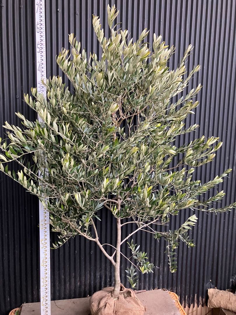 オリーブの木　カヨンヌ