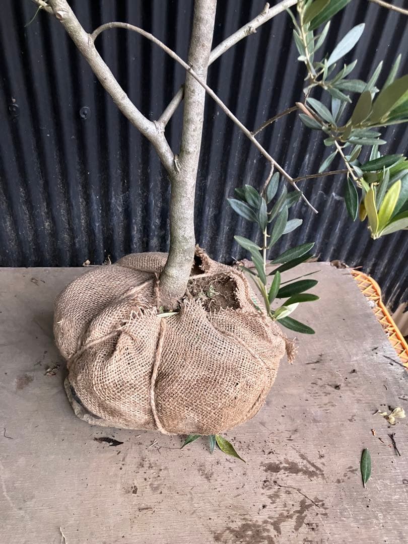 オリーブの木　カヨンヌ