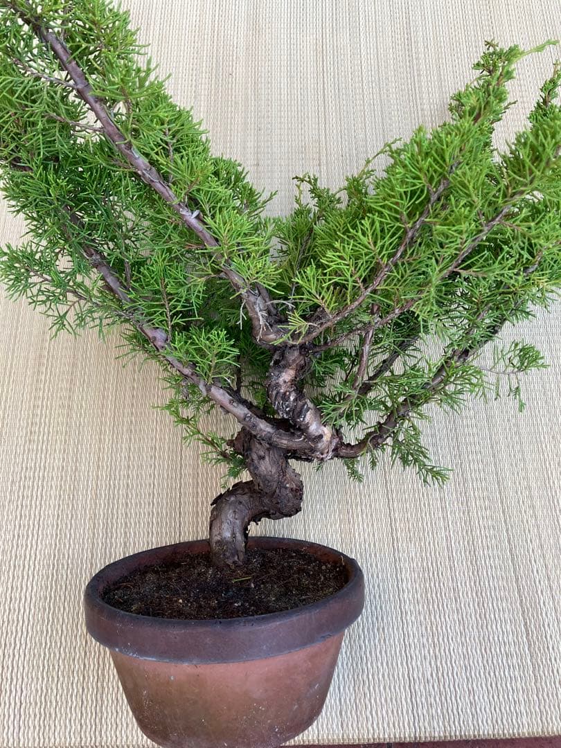 真柏盆栽素材荒木C