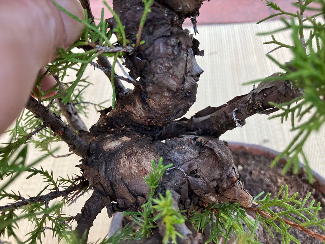 真柏盆栽素材荒木C