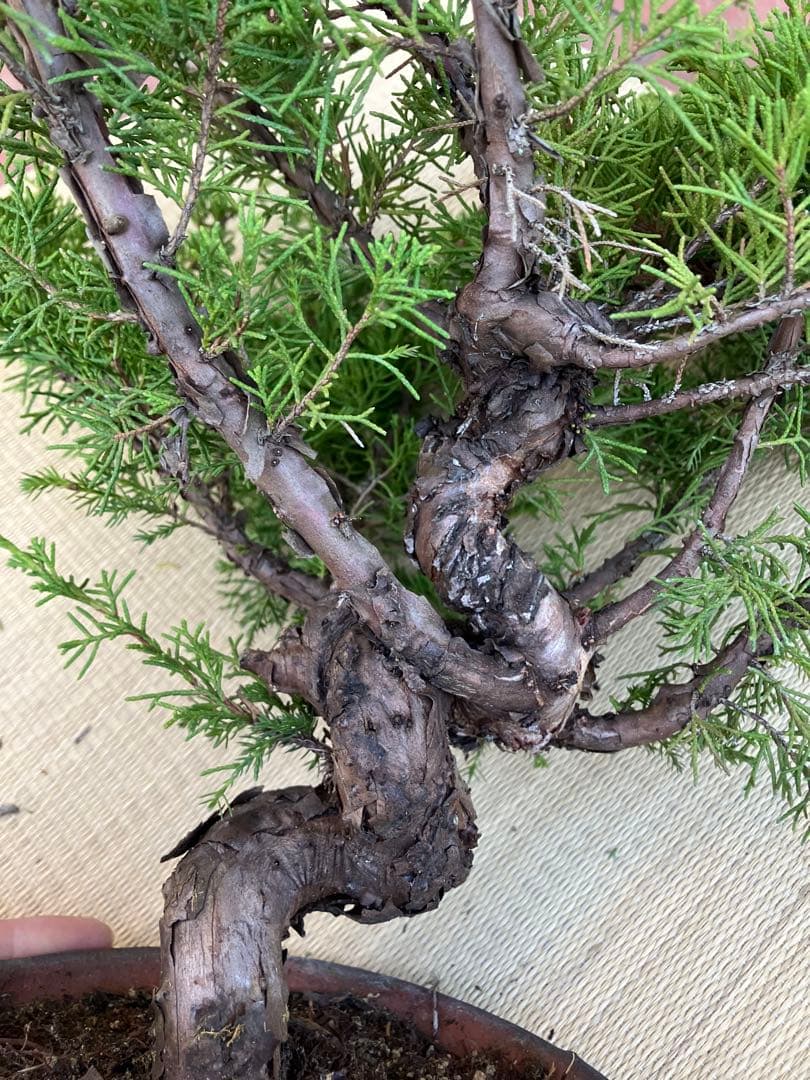 真柏盆栽素材荒木C