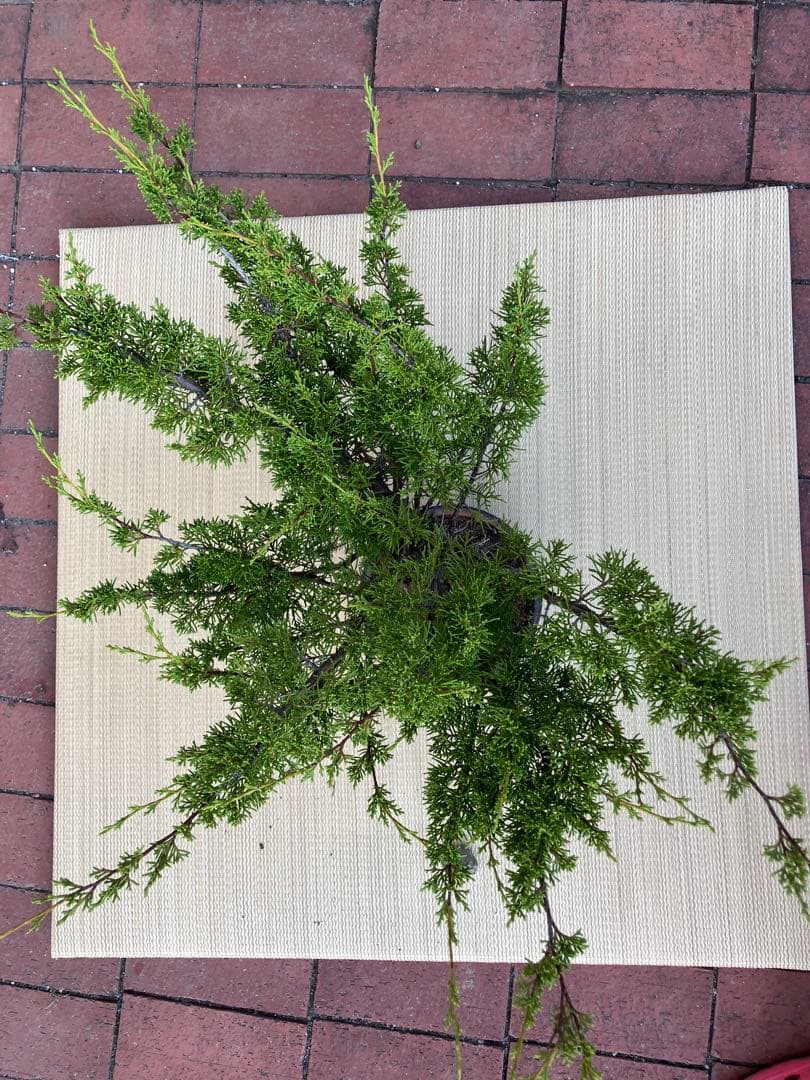 真柏盆栽素材荒木C